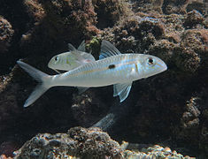 מוליתן הכתם (Mulloidichthys flavolineatus)