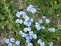 Myosotis alpestris