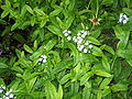 Myosotis scorpioides