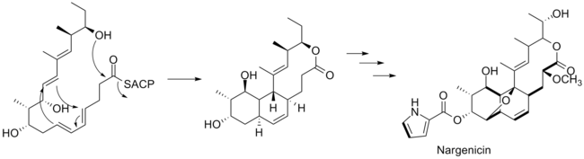 Last steps of the biosynthesis of Nargenicin.