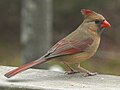 Cardinalis cardinalis (ženka)