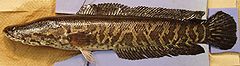 Description de l'image Northern snakehead.jpg.