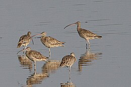 Far Eastern Curlews, photographed in Java, Indonesia