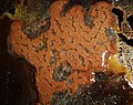 Ascidian colony