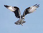 A white-and-black raptor hovers