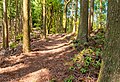 大根峠からの登山道