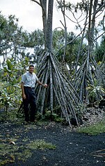 Racines en faisceau pyramidal jouant le rôle de contreforts (Hawaï).