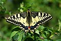 Papilio Machaon.