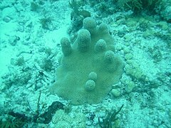 A small colony at Marker 32 reef in the Florida Keys, June 2010
