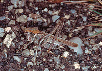 Platycleis albopunctata male