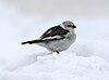 snow bunting in snow