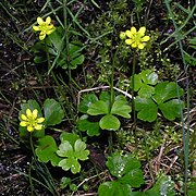 Ranunculus lapponicus[англ.]