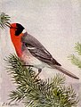 Red-faced warbler by Louis Agassiz Fuertes (1917)