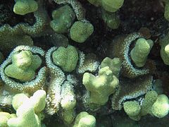 Montipora capitata