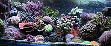 Aquarium filled densely with corals in many shapes, and bright colors including pink, purple, blue and green.