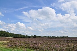 La lande sur les Renderklippen (Heerde)