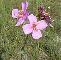 Rhexia alifanus, Liberty Co., Florida.