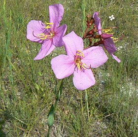 Rhexia alifanus