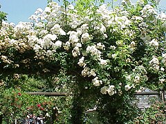 ‘Rambling Rector’ multiflora liana no remontante