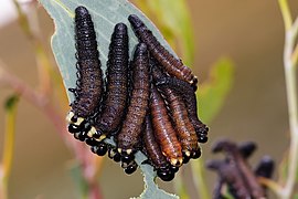 Sawfly larvae - Pergidae sp
