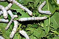 Domestic silkmoth