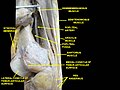 Muscles of thigh. Lateral view.
