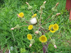 Sonchus oleraceus