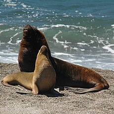 Otaries à crinière ou lions marins (Otaria flavescens), ici mâle et femelle.