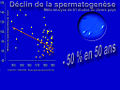 Les points jaunes représentent le taux moyen de spermatozoïdes produit par mL de sperme lors d'études successives. Ce taux a décliné toute la seconde moitié du XXe siècle, avec en France une accélération dans les années 1970 : en 20 ans, les donneurs de sperme du CECOS de Paris ont perdu — en moyenne — 40 % de leurs spermatozoïdes (− 2,1 %/an) ; le nombre de spermatozoïdes chutant de 89×106/mL de sperme en 1973 à 60×106/mL en 1992. Après ajustement (âge et durée de l'abstinence sexuelle), sur ces 20 ans, chaque nouvelle génération (par année civile de naissance) a perdu 2,6 % des spermatozoïdes de la cohorte née l'année précédente, et le taux de spermatozoïdes mobiles a diminué de 0,3 % par an, et celui des spermatozoïdes de forme normale a diminué de 0,7 %/an. Parallèlement, la proportion de spermatozoïdes normalement mobile chutait de 0,6 % /an et celle des spermatozoïdes normalement conformés diminuait de 0,5 % par an<ref name="Auger1995"> {{article