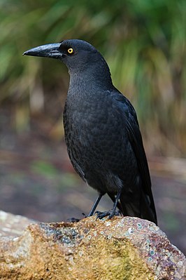 Чёрная ворона-флейтист (Strepera fuliginosa)