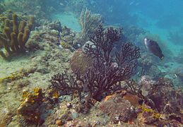 Diving around Isla Aguja