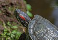 Trachemys scripta elegans