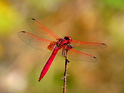 Trithemis aurora male