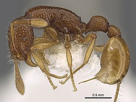 Муравей Tyrannomyrmex rex