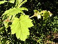 La Vigne marronne, une peste végétale