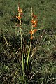 Watsonia pillansii