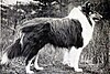 "A greyscale photo of a rough collie looking to the right."