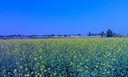 Mustard fields in a village of Shri Ganganagar district (Rajasthan, India).