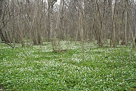 Sous-bois sur l'île Abruka au printemps