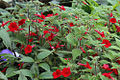 Achimenes erecta in cultivation