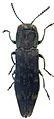 Agrilus auriventris