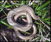 Orvet fragile (Anguis fragilis)