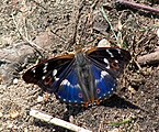 Petit Mars changeant (Apatura ilia)