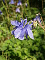 Aquilegia vulgaris close-up