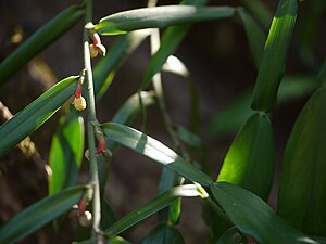 포토스(Pothos scandens)