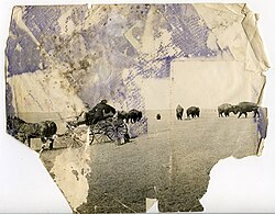 A damaged photograph of some bison