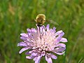 Bombylius- note the proboscis