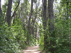 Bosque de Nothofagus dombeyi, na Península de Quetrihué, Neuquén, Arxentina