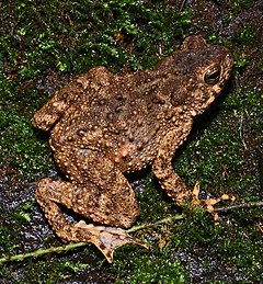 Description de l'image Bufo asper 080208-4562 clobk.jpg.