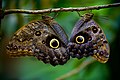 A pair at La Paz Waterfall Gardens, Costa Rica